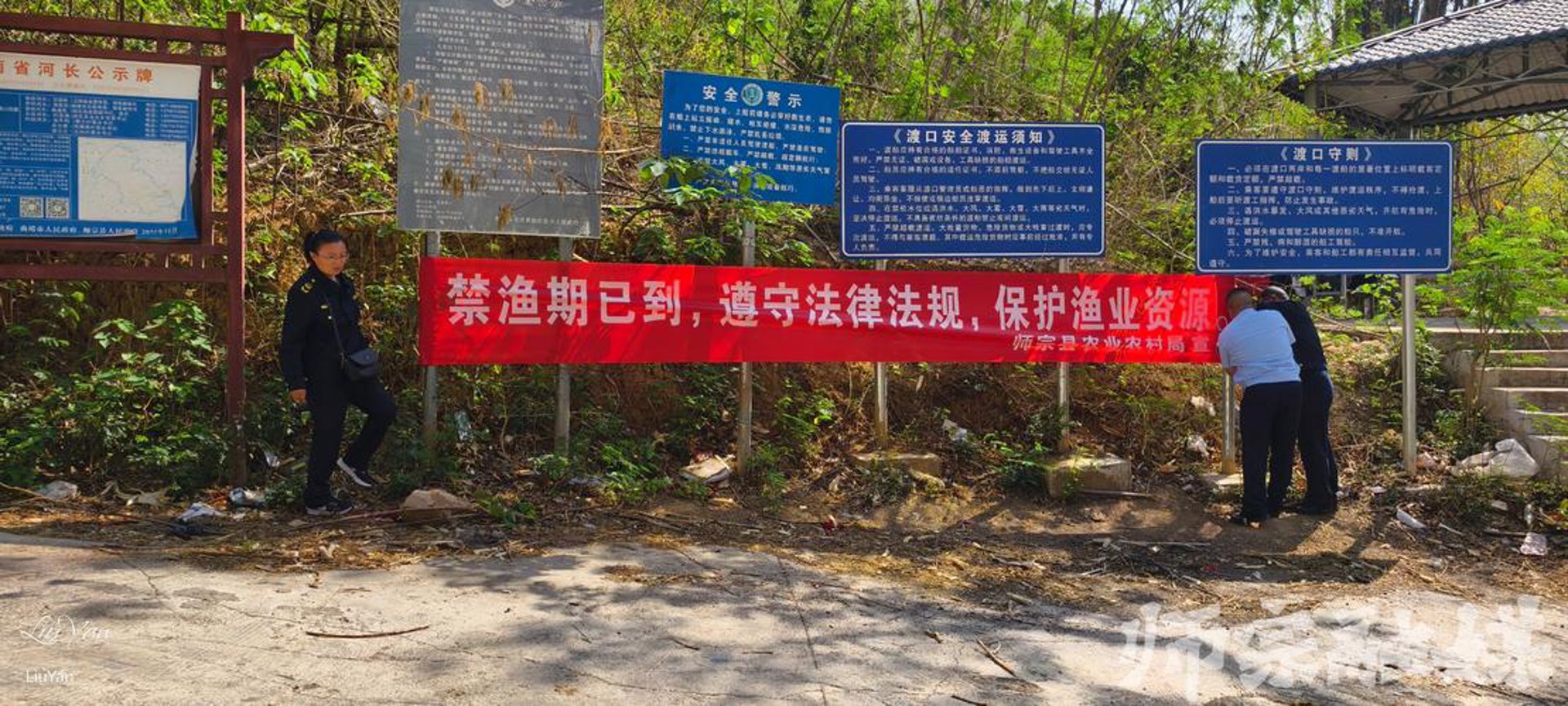 万里常青苗木