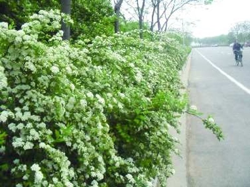 春天的脚步近了，绿化苗木行业也迎来了新的发展机遇
