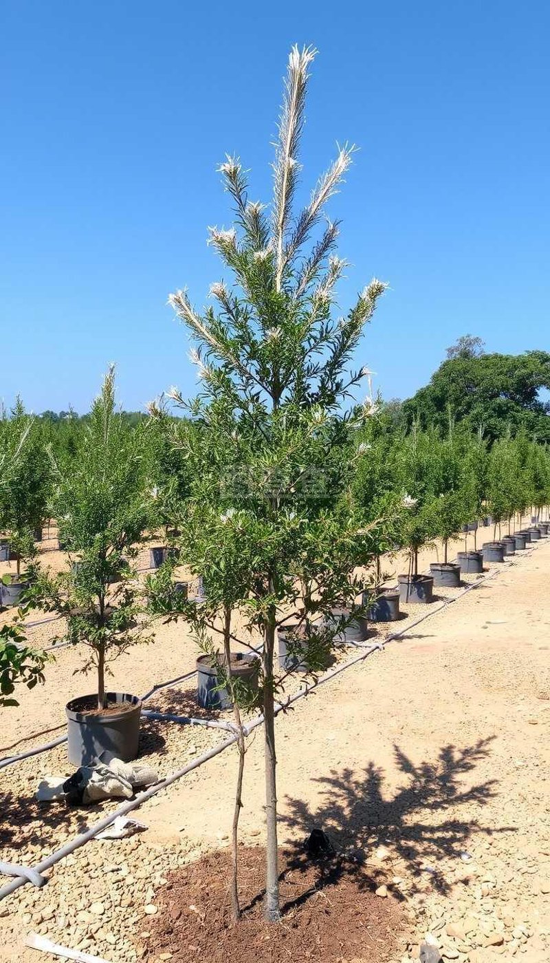 阜阳苗木：绿化城市的绿色使者